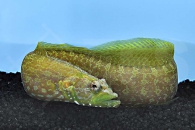 m10433_Gruener-Aalbarsch_Congrogadus-subducens_00