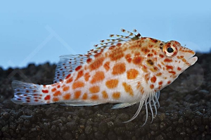 m10435_Cirrhitichthys-oxycephalus_Gefleckter-Korallenwaechter_00