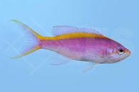 m10437_Lila-Fahnenbarsch_Pseudanthias-tuka_00