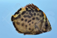 m10440_Roter-Argus_Scatophagus-argus_00