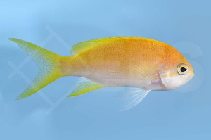 m10444_Seitenstreifen-Fahnenbarsch_Pseudanthias-pleurotaenia_female_00