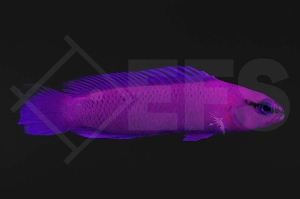 m10447_Pseudochromis-fridmani_Koenig-Salomon-Zwergbarsch_01