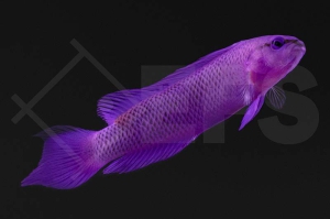 m10448_Pseudochromis-fridmani_Koenig-Salomon-Zwergbarsch_hell_01