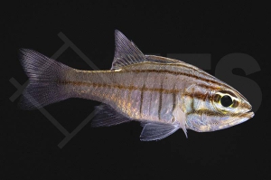 m10451_Apogon-oxina_Oxina-Kardinalbarsch_01