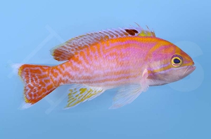 m10453_Zweifleck-Fahnenbarsch_Pseudanthias-bimaculatus_male_00