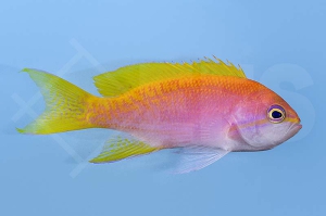 m10454_Zweifleck Fahnenbarsch_Pseudanthias-bimaculatus_female_00