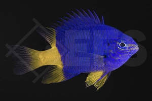 m10460_Chrysiptera-arnazae_Gelbflossen-Demoiselle_01