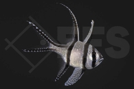 m10463_Pterapogon-kauderni_Banggai-Kardinalbarsch_01
