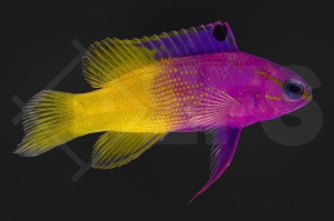 m10465_Gramma-loreto_Koenigs-Feenbarsch_01