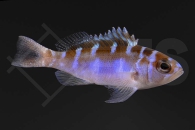m10466_Serranus-tortugarum_Blauroter-Tabakbarsch_0