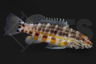 m10467_Serranus-baldwini_Laternen-Saegebarsch_01