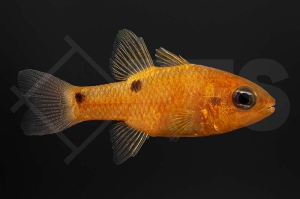 m10470_apogon_pseudomaculatus_Feuerroter-Kardinalbarsch_01