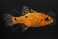 m10470_apogon_pseudomaculatus_Feuerroter-Kardinalbarsch_01