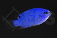 m10476_Chrysiptera-cyanea_Saphir-Demoiselle_01