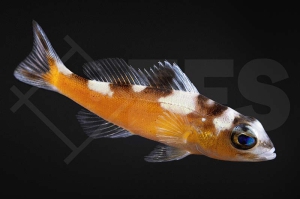 m10479_Serranus_tabacarius_Tabak_Saegebarsch_01