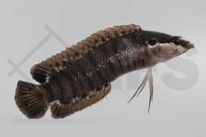 m10482_Belonepterygion-fasciolatum_Zwergzackenbarsch_01