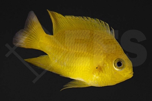 m10500_Pomacentrus-moluccensis_Zitronen-Demoiselle_01