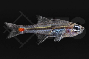 m10503_Ostorhinchus-parvulus_Rotfleck-Kardinalbarsch_01