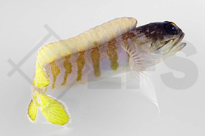 m10507_Opistognathus_randalli_Schwarzkopf_Brunnenbauer_01