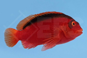 m10515_Neocirrhites-armatus_Feuer-Korallenwaechter_00