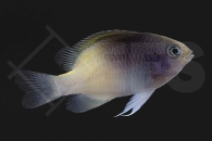 m10517_Chrysiptera-rollandi_Rollands-Riffbarsch_01