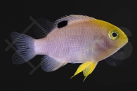 m10522_Chrysiptera-talboti_Talbots-Demoiselle_01