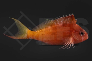 m10523_Cyprinocirrhites-polyactis_Gabelschwanz-Korallenwaechter_01