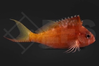 m10523_Cyprinocirrhites-polyactis_Gabelschwanz-Korallenwaechter_01