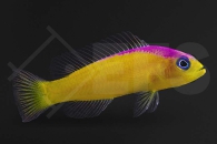 m10531_Pictichromis-diadema_Diadem-Zwergbarsch_01