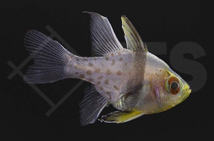 m10533_Sphaeramia-nematoptera_Pyjama-Kardinalbarsch-NZ_01