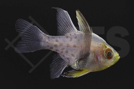 m10533_Sphaeramia-nematoptera_Pyjama-Kardinalbarsch-NZ_01