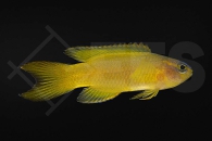 m10538_Assessor-flavissimus_Gelber-Mirakelbarsch_01