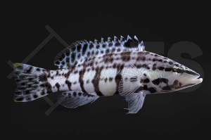 m10541_Serranus-tigrinus_Harleking-Saegebarsch_01
