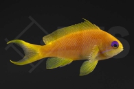 m10550_Pseudanthias-squamipinnis_Juwelen-Fahnenbarsch_02