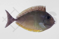 m12012_Naso-hexacanthus_Blauklingen-Nasendoktorfisch_01