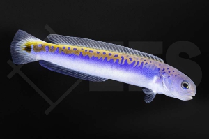 m10557_Hoplolatilus_oreni_goldblauer_torpedobarsch_01