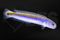 m10557_Hoplolatilus_oreni_goldblauer_torpedobarsch_01