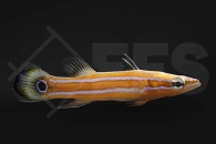 m10558_Rainfordia-opercularis_Flachkopf-Saegebarsch_NZ_01