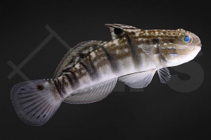 m10601_Amblygobius-phalaena_Braunstreifen-Baggergrundel_01