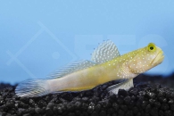 m10602_Gelbe-Symbiosegrundel_Cryptocentrus-cinctus_00