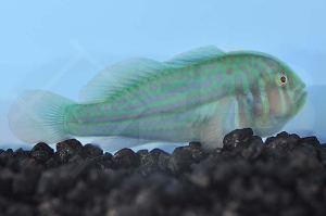 m10604_Blaupunkt-Korallengrundel_Gobiodon-histrio_00