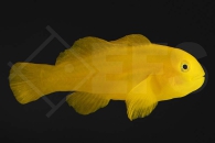 m10605_Gobiodon-okinawae_Gelbe-Korallengrundel_01