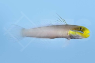 m10609_Goldstirn-Schlaefergrundel_Valenciennea-strigata_00