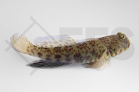 m10610_Cryptocentrus-caeruleomaculatus_Vielpunkt-Waechtergrundel_01