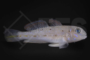 m10616_Oplopomus-caninoides_Trauerfahnen-Grundel_01