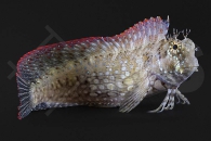 m10617_Salarias-fasciatus_Juwelen-Felshuepfer_02