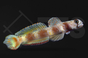 m10619_Amblyeleotris-latifasciata_Hafengrundel_01