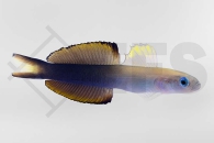 m10620_Ptereleotris-evides_Scherenschwanz-Torpedogrundel_01