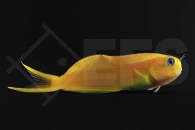 m10624_Gold-Schleimfisch_Ecsenius-midas_01