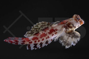 m10626_Roter-Spinnenfisch_Synchiropus-marmoratus_01